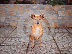 Mixed-breed dog sitting in the sun