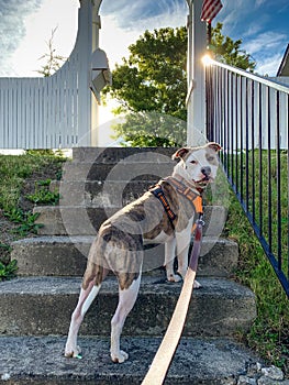 Mixed Breed Dog on Steps Waiting for a Walk