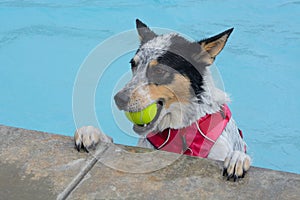 Mixed breed dog in swimming pool