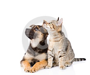 Mixed breed dog and tabby cat. isolated on white background