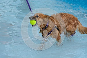 Mixed breed dog with tennis ball in pool
