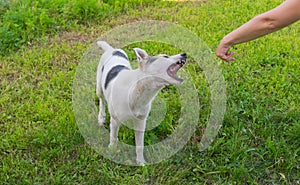 Mixed breed dog is trying to bite human hand