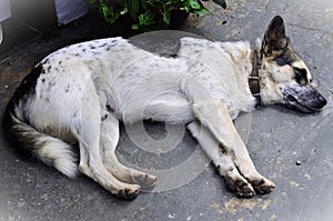 A mixed breed dog of various colors lying on the floor photo