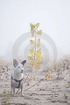 Mixed breed dog on a walk in a misty morning