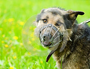 Mixed breed dog wearing a muzzle photo