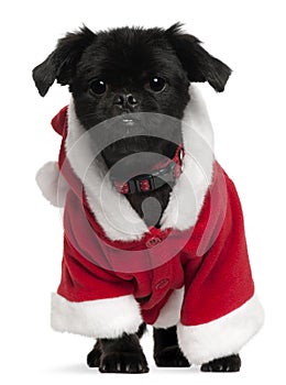 Mixed-breed dog wearing Santa outfit