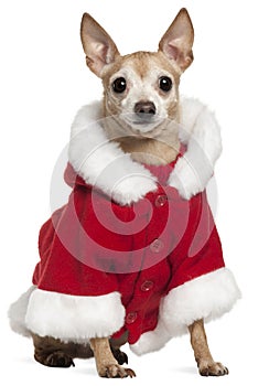 Mixed-breed dog wearing Santa outfit