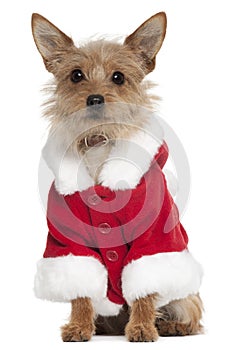 Mixed-breed dog wearing Santa outfit