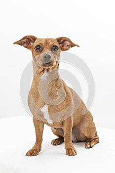 Mixed breed dog on white background