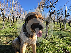 Mixed breed dog in winter vineyards