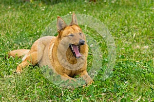 Mixed breed dog yawns lying in the spring grass