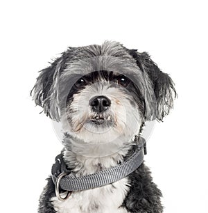 Mixed-breed dog, 6 years old, in front of white background
