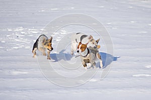 Mixed breed dogs attacking basenji dog