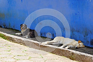 Mixed breed dogs rest on the sidewalk on a sunny day photo