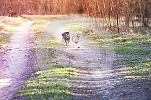 Mixed breed dogs running