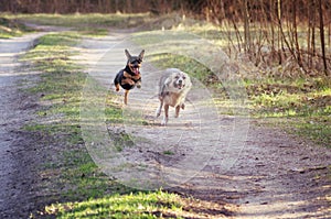 Mixed breed dogs running