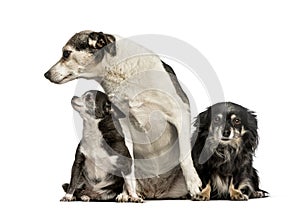 Mixed-breed dogs sitting against white background