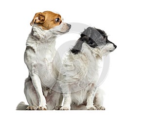 Mixed-breed dogs sitting and looking away, isolated