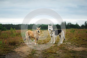 Mixed breed dogs standing on rural dirt road