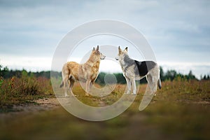 Mixed breed dogs standing on rural dirt road