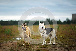 Mixed breed dogs standing on rural dirt road