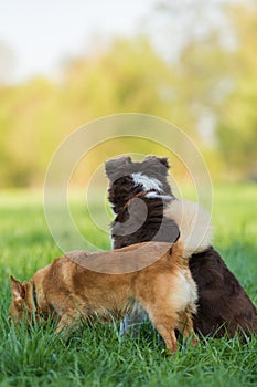 Mixed breed dogs in a summer meadow