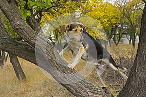 Mixed-breed female dog sitting on a tree branch