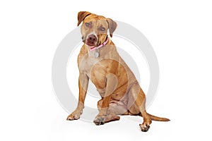 Mixed Breed Female Large Dog