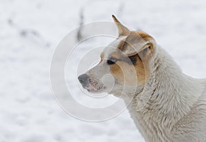 Mixed breed, flap-eared street dog against white snow