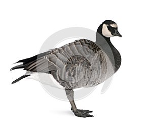 Mixed-Breed goose against white background