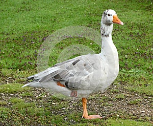 Mixed breed goose ballancing relaxed on one leg.