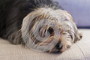 Mixed breed hairy terrier lying on sofa looking very forlorn photo
