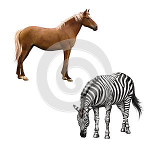 Mixed breed horse standing, zebra bent down eating