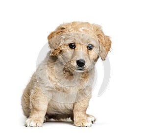 Mixed-breed between Jack Russell terrier and Golden retriever