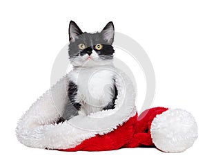 Mixed breed kitten in a santa hat