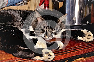 Mixed breed kitten sleeping on the table photo