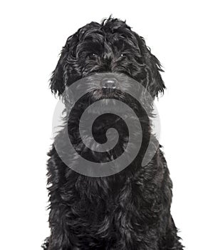 Mixed-breed labradoodle looking at camera against white backgrou