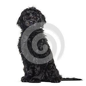 Mixed-breed labradoodle sitting against white background