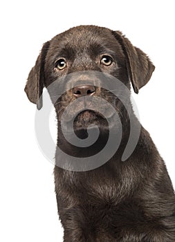 Mixed-breed Labrador & Husky puppy (9 weeks old)