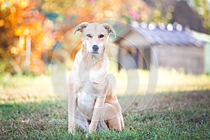 Mixed breed labrador rescue dog in autumn garden photo