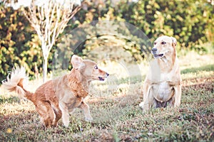 Mixed breed labrador rescue dog in autumn garden