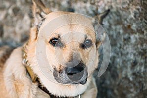 Mixed Breed Medium Size Brown Dog Close Up