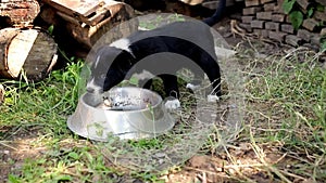 Mixed breed puppies playing in the garden