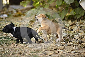 mixed breed puppies playing outdoors