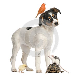 Mixed breed puppy, canary, chick, turtle and rat