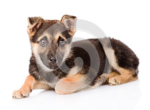 Mixed breed puppy dog looking at camera. isolated on white