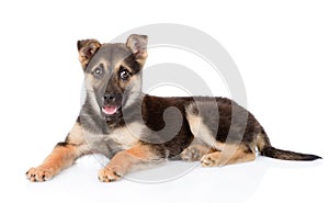 Mixed breed puppy dog looking at camera. isolated on white