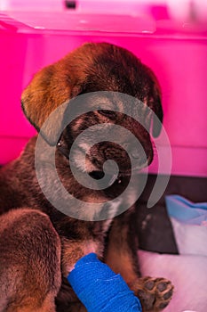 Mixed breed puppy with parvovirosis  at the veterinary clinic