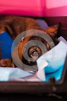 Mixed breed puppy with parvovirosis  at the veterinary clinic