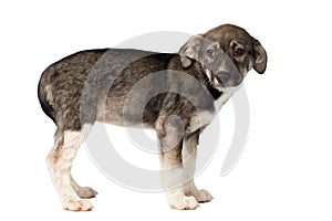 Mixed Breed Puppy Pity Looking Isolated on White photo